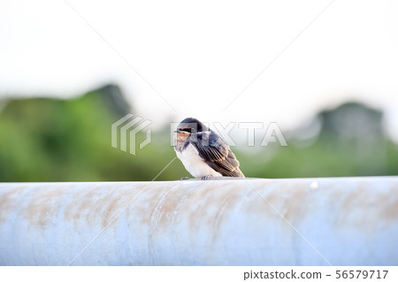 Swallow child on the railing of the bridge Swallow child on the railing of the bridge 56579717