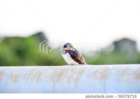 Swallow child on the railing of the bridge Swallow child on the railing of the bridge 56579718