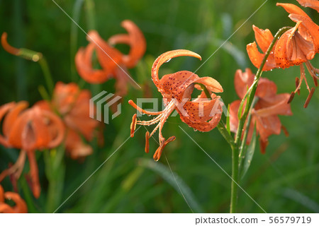 Senjogahara的Kooni Lily Senjogahara的Kooni Lily 56579719