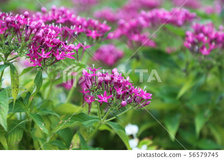 夏天紫色的花朵 56579745