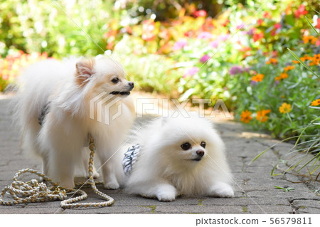 A close friend with flowers 56579811