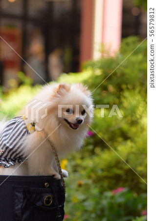 A lovely smile A lovely smile 56579812