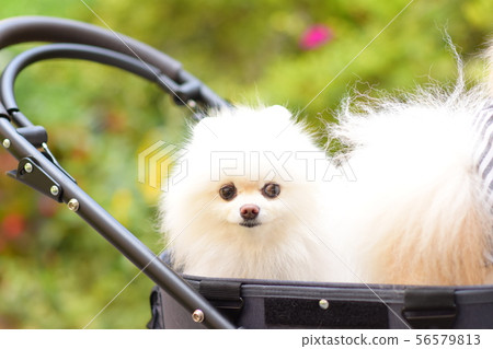 Cute dog Cute dog 56579813