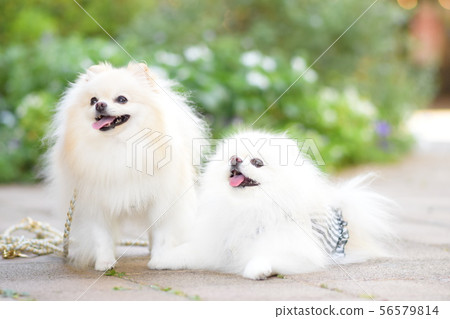 可愛的狗排隊 可愛的狗排隊 56579814