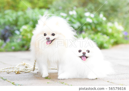 Cute dog with flowers Cute dog with flowers 56579816