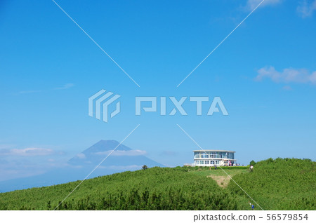 夏季的十國峠和富士山(靜岡縣田形區函南町) 夏季的十國峠和富士山(靜岡縣田形區函南町) 56579854
