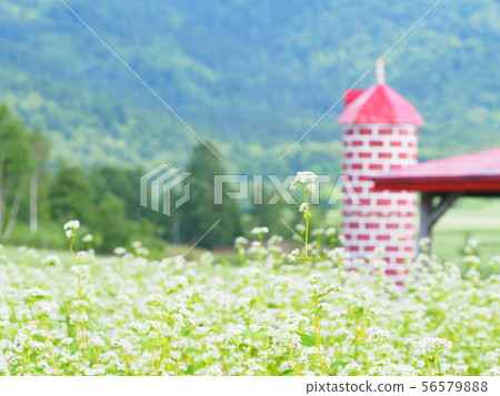北海道景觀蕎麥麵田 56579888