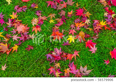 Autumn leaves 56579906