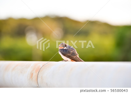 A child of the swallow A child of the swallow 56580043