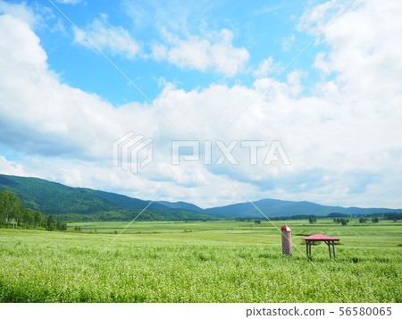 Horokanai soba field 56580065
