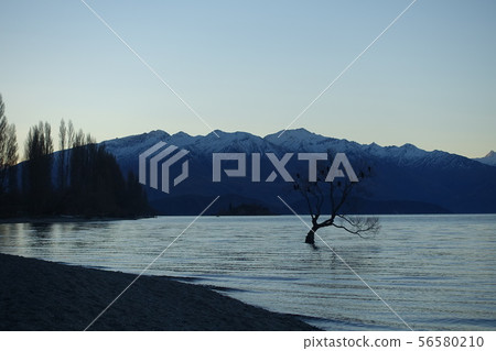 湖中樹 湖中樹 56580210