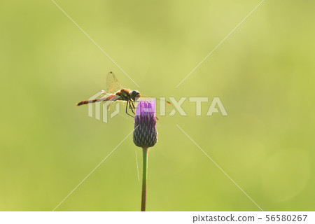 Akiakane stopping at thistle Akiakane stopping at thistle 56580267
