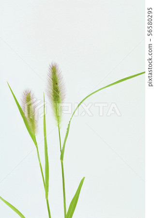 Murasaki Enokolo 56580295