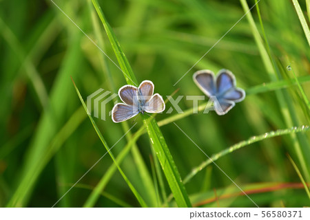 A large butterfly that spreads its wet wings in the morning dew 56580371