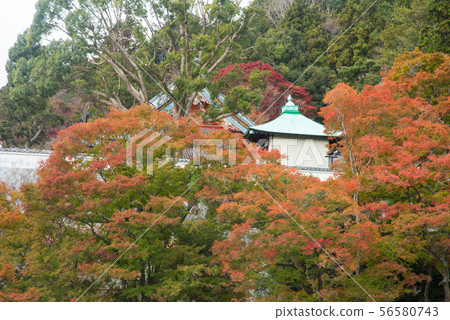 Autumn leaves of Katsuo-ji, Osaka Autumn leaves of Katsuo-ji, Osaka 56580743