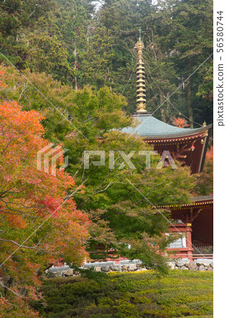 Autumn leaves of Katsuo-ji, Osaka Autumn leaves of Katsuo-ji, Osaka 56580744