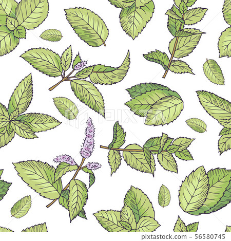 Green leafs of fresh mint. Vector seamless pattern Green leafs of fresh mint. Vector seamless pattern 56580745