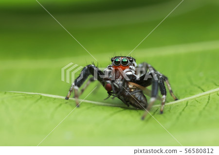 jumping spider and prey on green leaf in nature 56580812