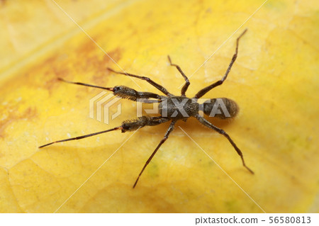 spider on yellow leaf spider on yellow leaf 56580813