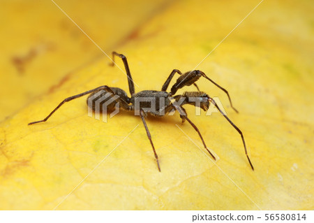 spider on yellow leaf. spider on yellow leaf. 56580814