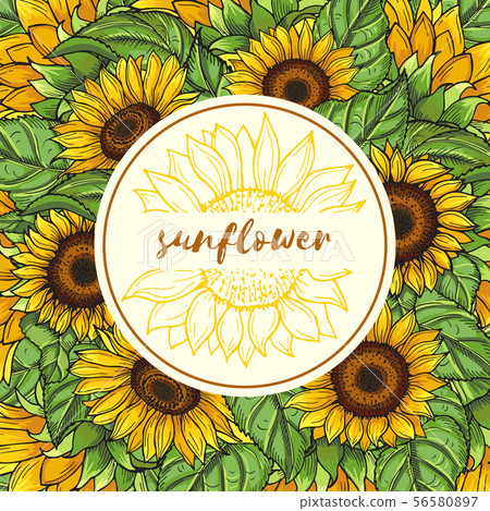 Background illustration with sunflowers and place for your text 56580897