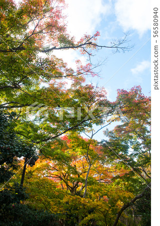 Autumn leaves of Katsuo-ji, Osaka 56580940