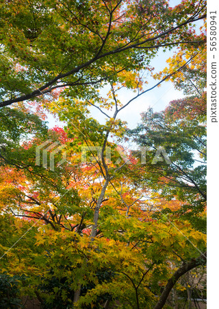 Autumn leaves of Katsuo-ji, Osaka 56580941