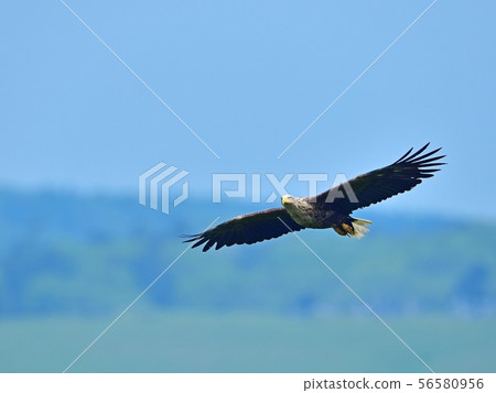 White-tailed eagle flying against the green of the hill White-tailed eagle flying against the green of the hill 56580956