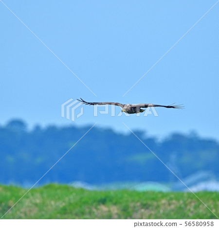 White-tailed eagle flying against the green of the hill White-tailed eagle flying against the green of the hill 56580958