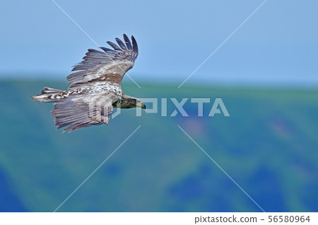 White-tailed eagle flying against the green of the hill White-tailed eagle flying against the green of the hill 56580964