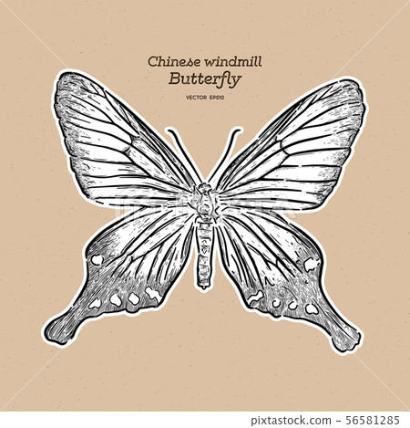 Chinese windmill, is a butterfly of the family Chinese windmill, is a butterfly of the family 56581285
