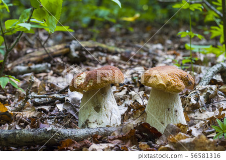 two ceps mushrooms in deciduous forest two ceps mushrooms in deciduous forest 56581316