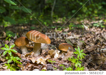three ceps mushrooms in deciduous forest three ceps mushrooms in deciduous forest 56581317