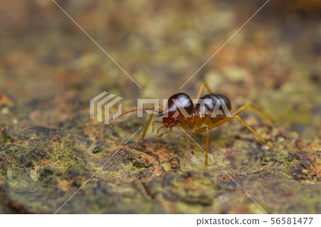 closeup worker termite on the ground closeup worker termite on the ground 56581477