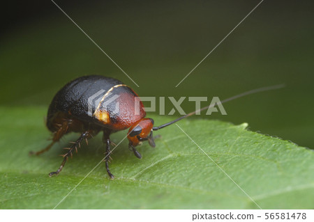 cockroach on green leaf cockroach on green leaf 56581478