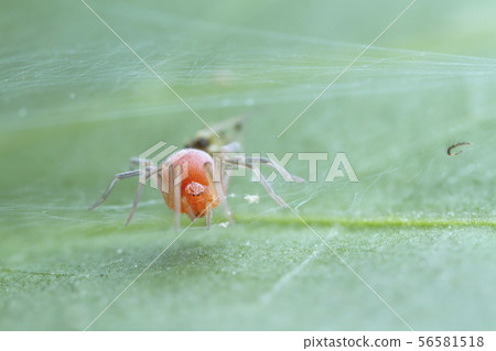 red spider on green leaf 56581518