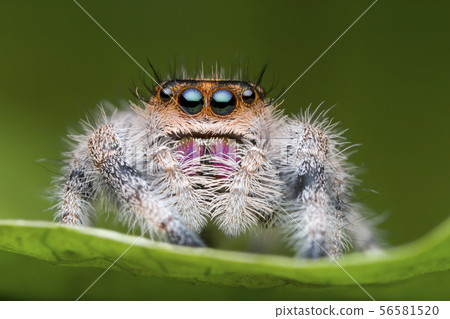 jumping spider on green leaf in nature jumping spider on green leaf in nature 56581520
