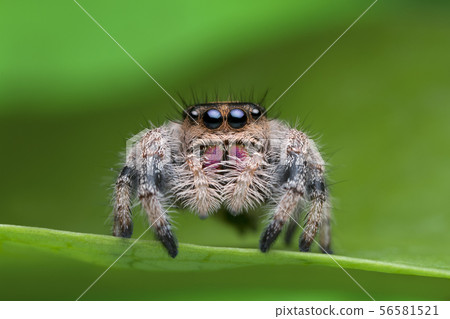 jumping spider on green leaf in nature jumping spider on green leaf in nature 56581521
