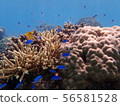 Underwater photo of colorful tropical coral and fish 56581528