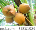 A lot of palm fruits 56581529