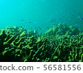 Sea bream and small fish 56581556