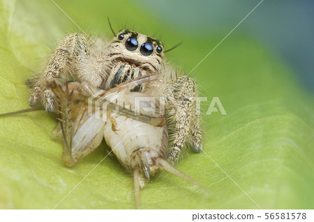 jumping spider and prey on green leaf in nature jumping spider and prey on green leaf in nature 56581578
