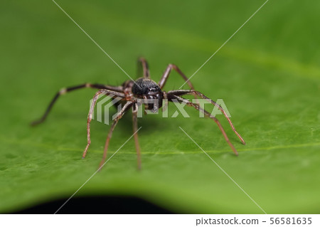 spider on green leaf in nature spider on green leaf in nature 56581635