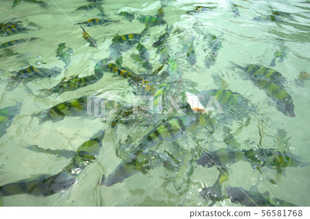 feeding damsel fish in nature 56581768