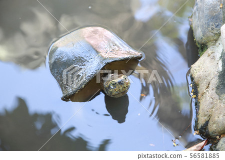 turtle in water turtle in water 56581885