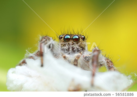 dead jumping spider on spider hive with green and dead jumping spider on spider hive with green and 56581886