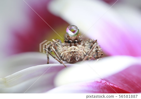 jumping spider and water drop on pink flower in na jumping spider and water drop on pink flower in na 56581887