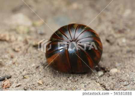 millipede on floor in nature 56581888