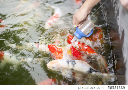 woman hand feeding colorful carp fish 56581889