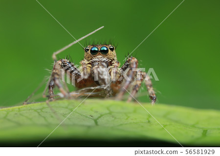 jumping spider and prey on green leaf in nature 56581929